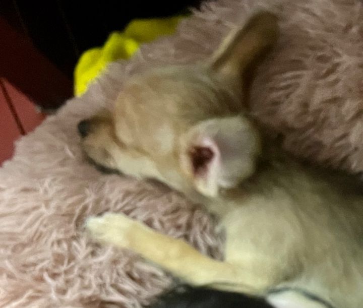 Calista (tea cup chi) 2