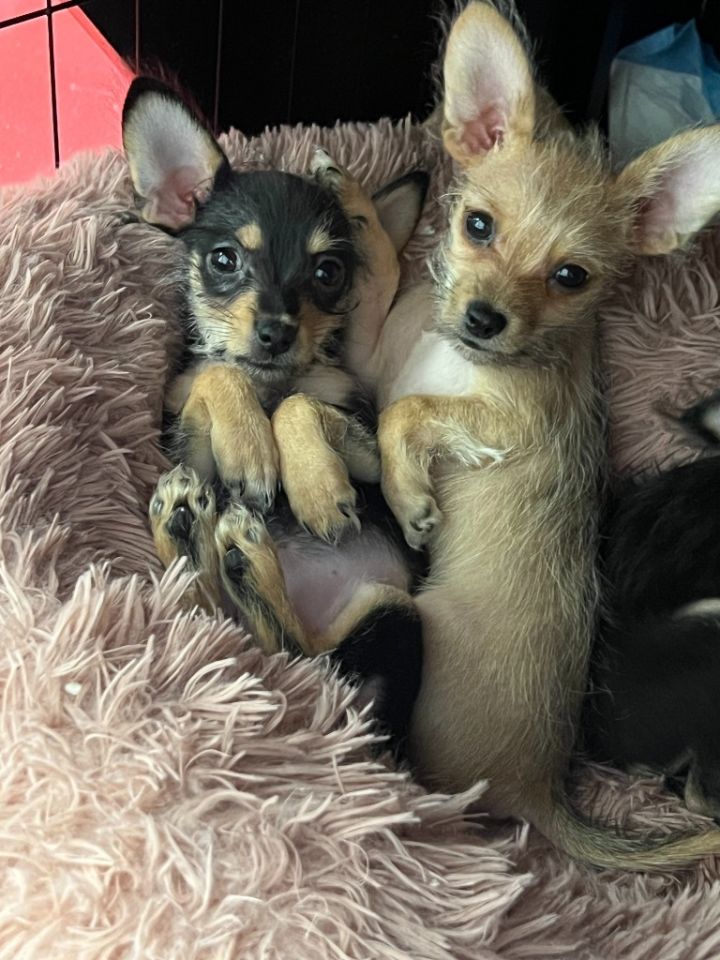 Calista (tea cup chi) 3