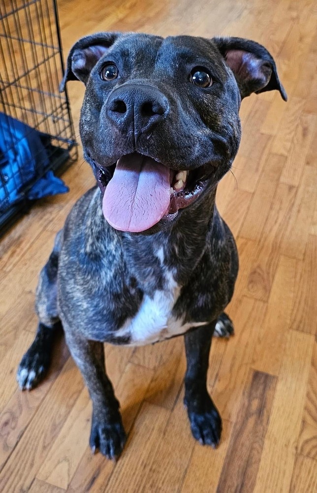 Dog for adoption - Zion, a Pit Bull Terrier Mix in Orlando, FL | Petfinder