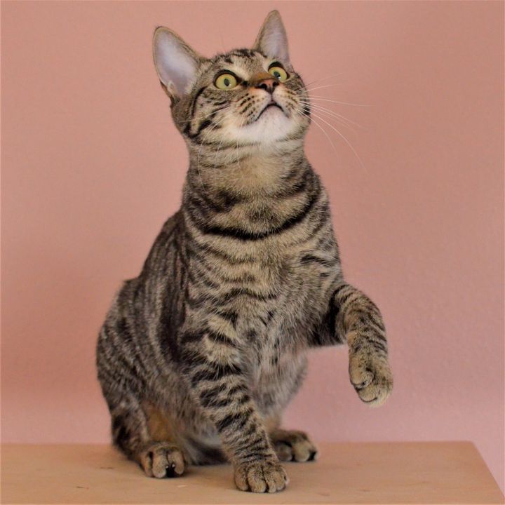 Gilligan, an adoptable Tabby & Domestic Short Hair Mix in Springfield, OR_image-1