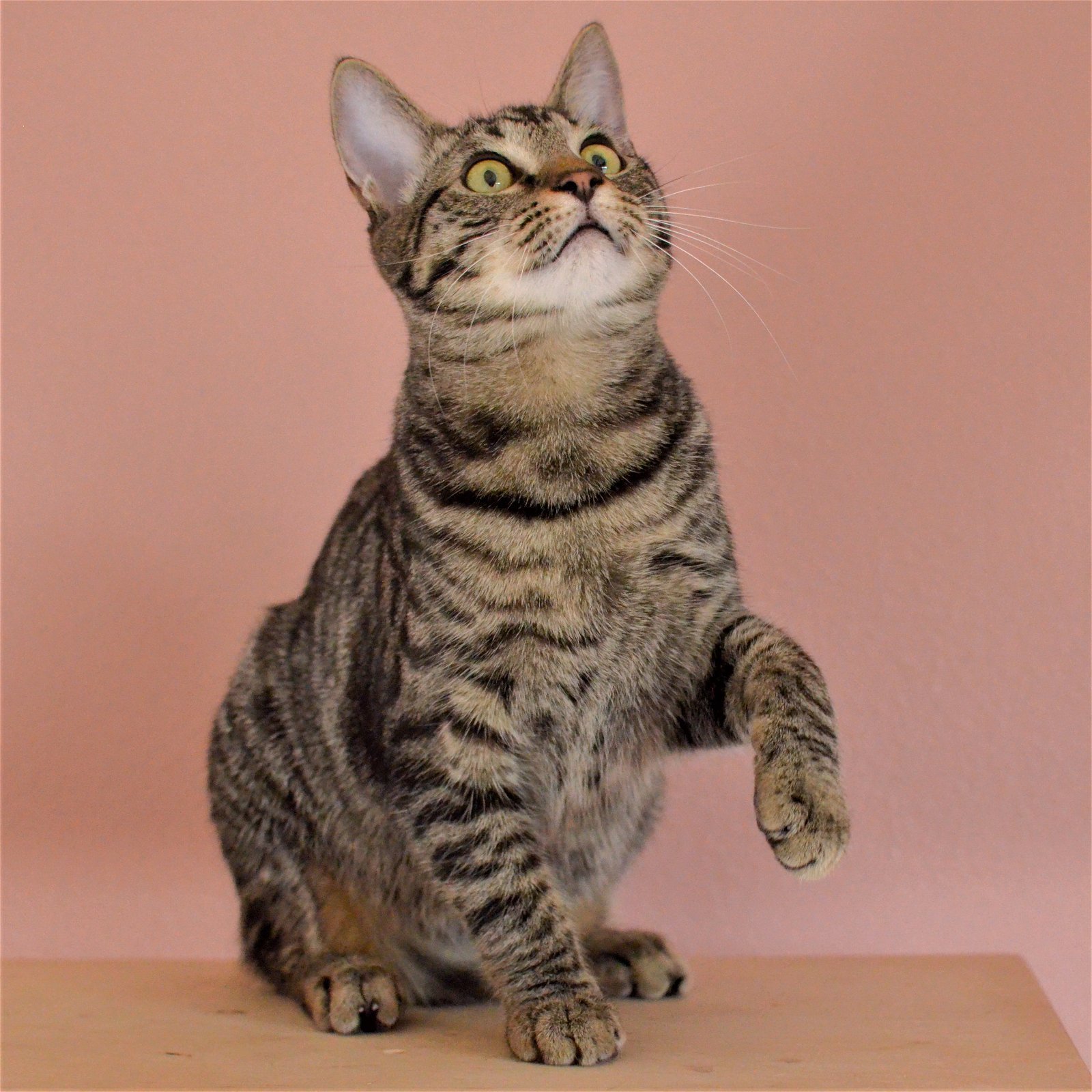 Gilligan, an adoptable Tabby, Domestic Short Hair in Springfield, OR, 97475 | Photo Image 1