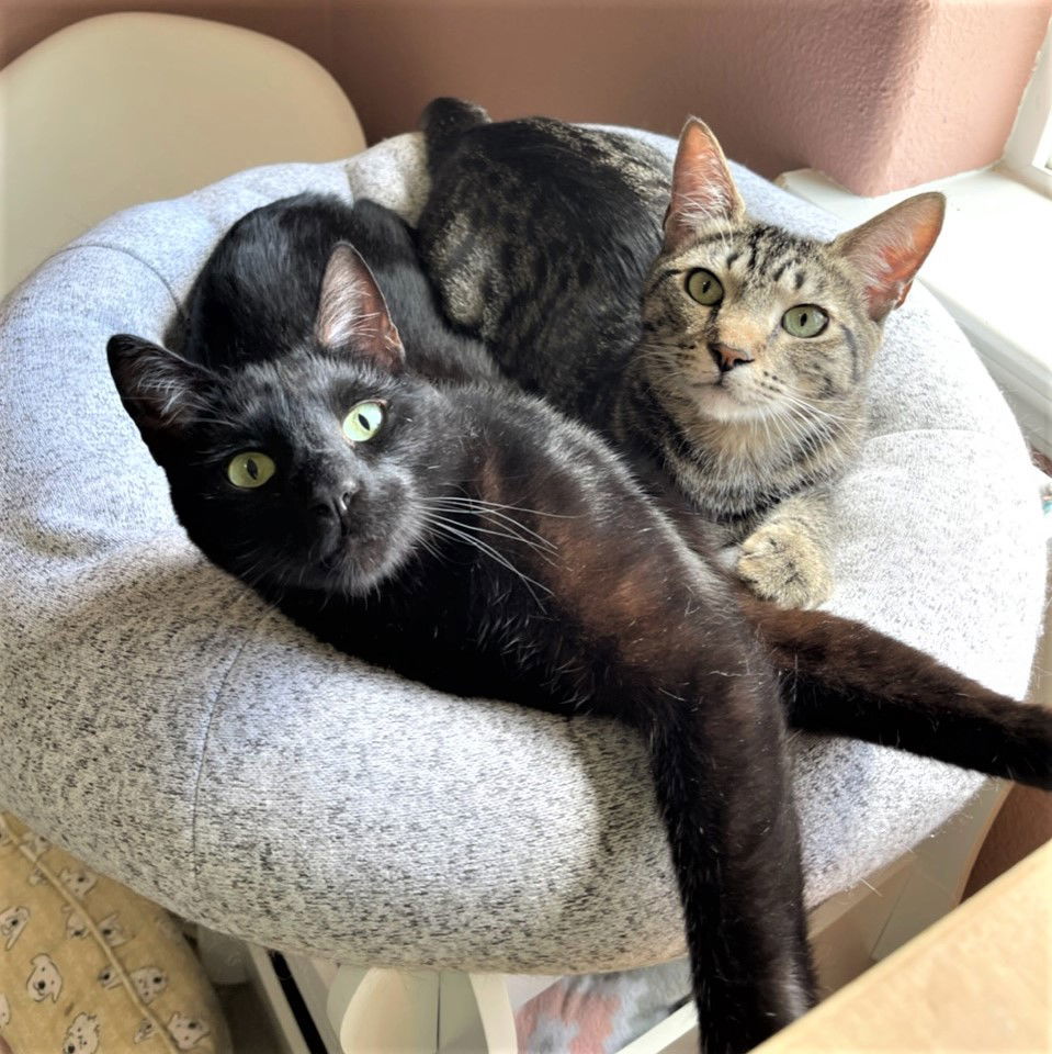 Gilligan, an adoptable Tabby, Domestic Short Hair in Springfield, OR, 97475 | Photo Image 2