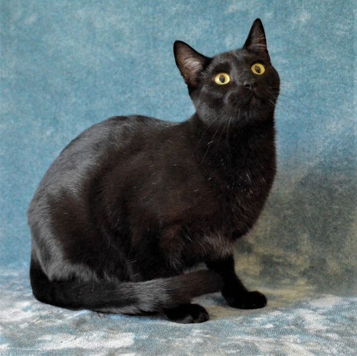 Skipper, an adoptable Domestic Short Hair Mix in Springfield, OR_image-2