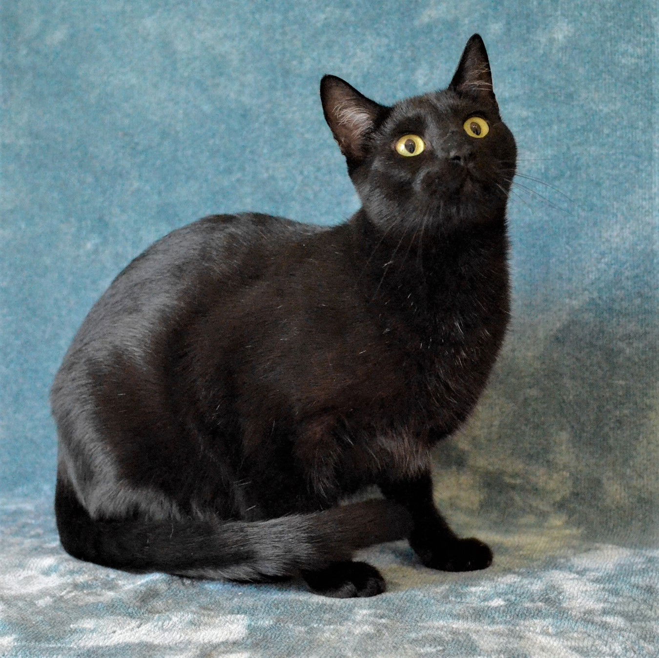 Skipper, an adoptable Domestic Short Hair in Springfield, OR, 97475 | Photo Image 2