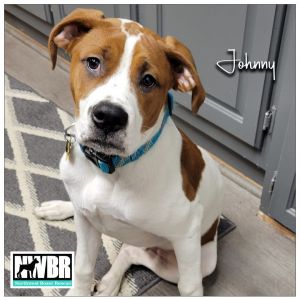 Johnny 5 MO Male 42 Pounds Cat Livestock  Chicken Friendly Crate  Leash Trained Fostered in Mcmin
