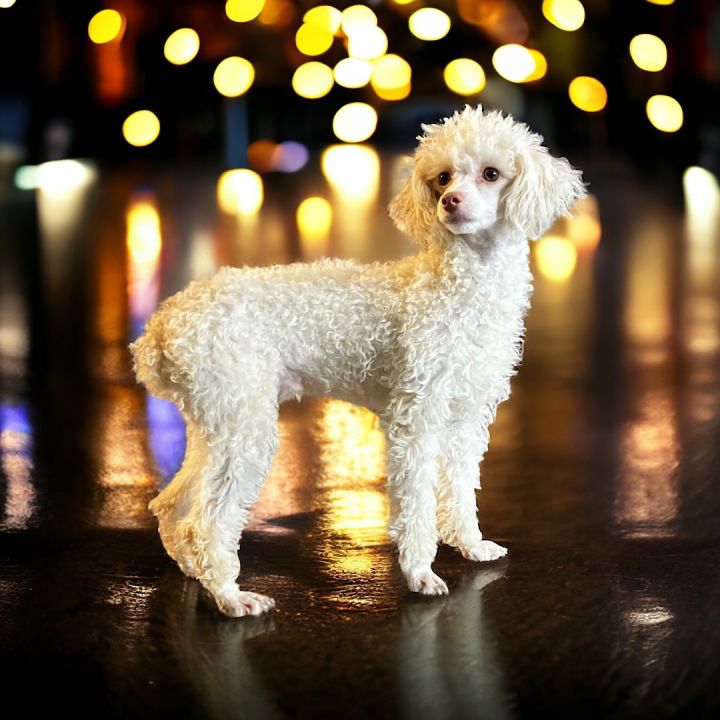 Petfinder hotsell miniature poodle