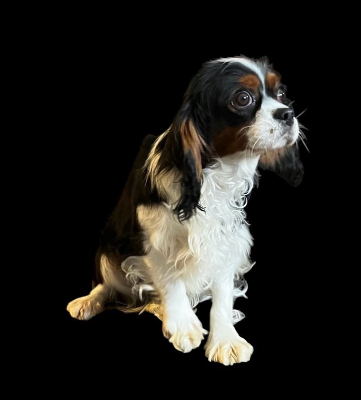 Cavalier king best sale charles spaniel petfinder