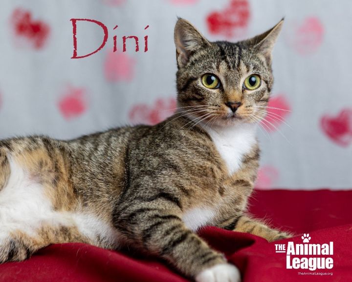 Dini, an adopted American Bobtail & Domestic Short Hair Mix in Clermont, FL_image-1