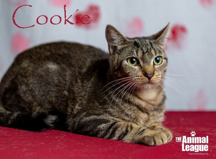 Cookie, an adopted Domestic Short Hair in Clermont, FL_image-1