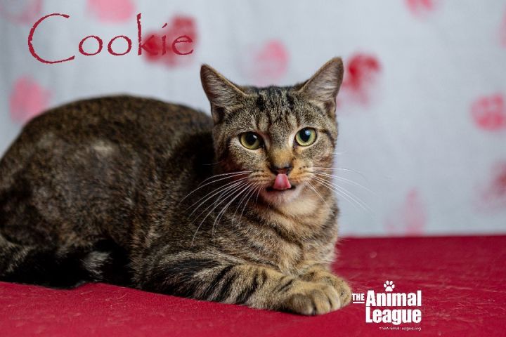 Cookie, an adopted Domestic Short Hair in Clermont, FL_image-2