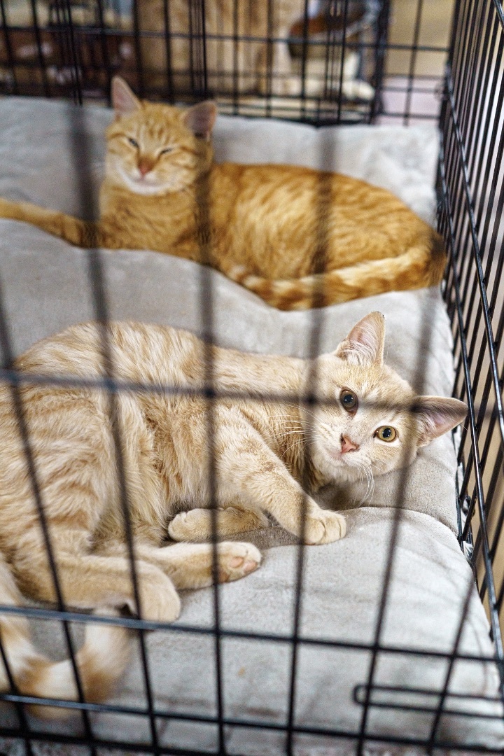 Red, an adoptable American Shorthair in Marble Falls, TX_image-3
