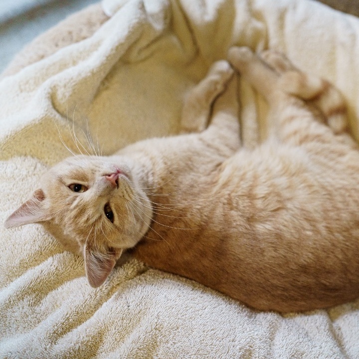 Green, an adoptable American Shorthair in Marble Falls, TX_image-1
