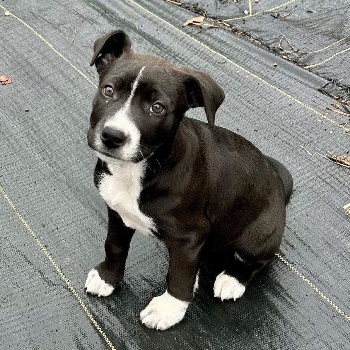 Bulldog store coonhound mix