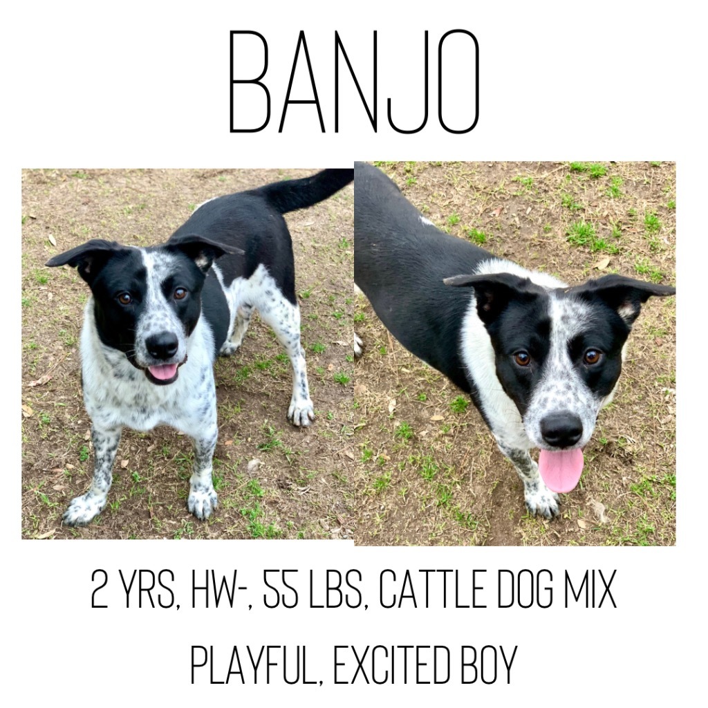 Banjo detail page