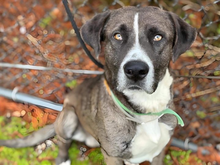 Rex, an adoptable Great Dane & Catahoula Leopard Dog Mix in Houston, TX_image-4
