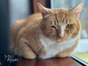 Kona is a big beautiful orange tabby domestic shorthair with an estimated birthdate of 12302021 H