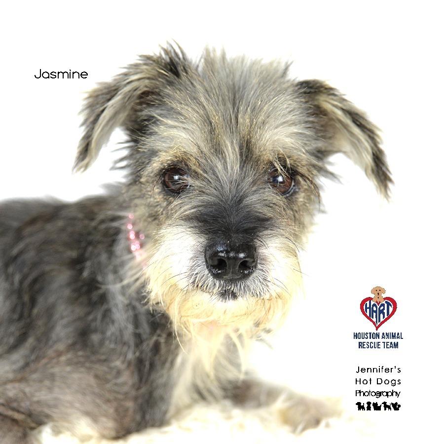 Jasmine, an adoptable Schnauzer in Hockley, TX, 77447 | Photo Image 1