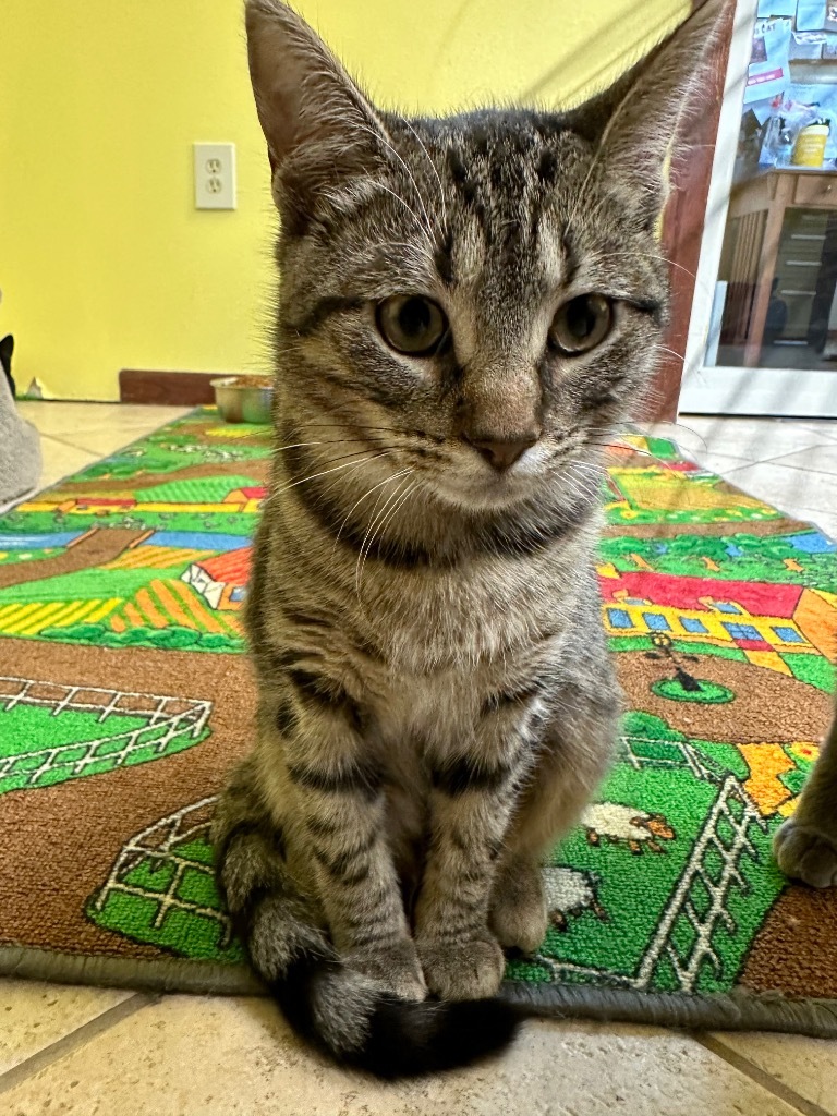 Antonia, an adoptable Domestic Short Hair in Corpus Christi, TX, 78415 | Photo Image 1