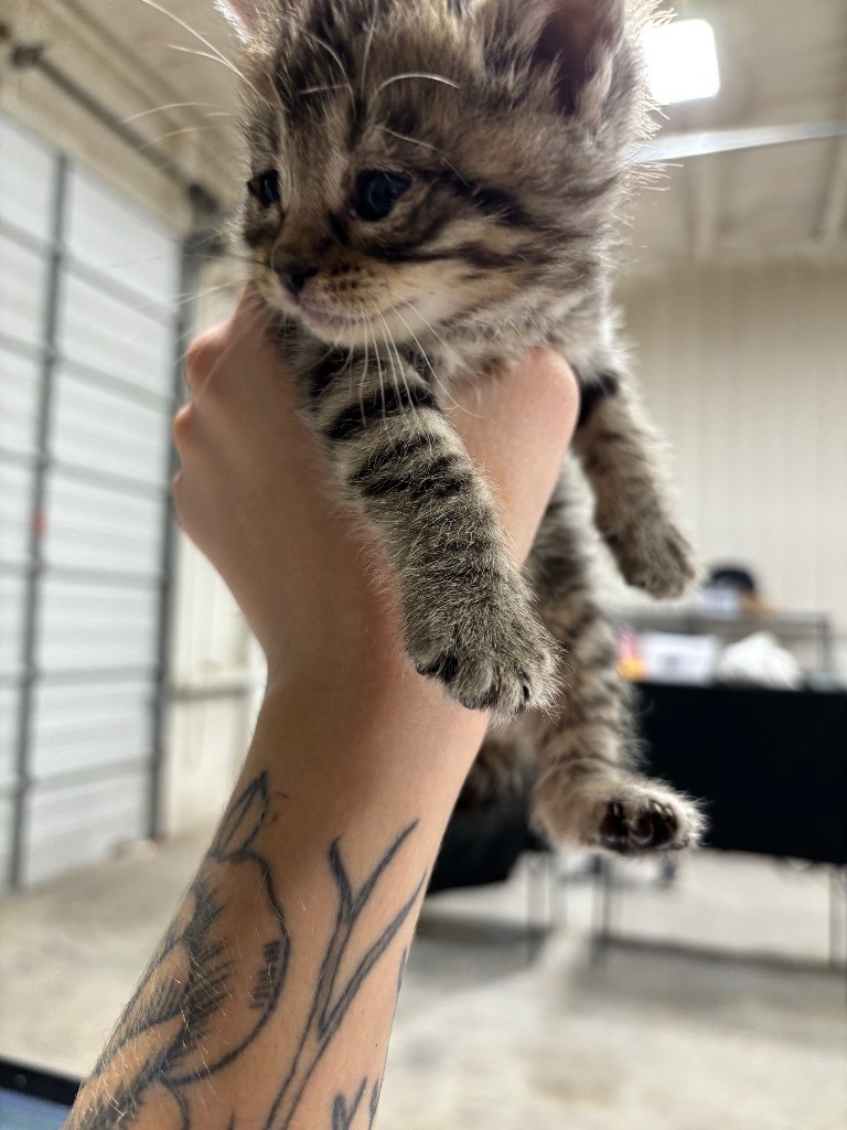 Antonia, an adoptable Domestic Short Hair in Corpus Christi, TX, 78415 | Photo Image 2