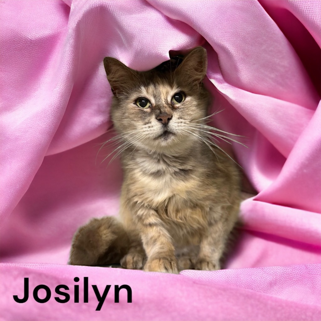 Josilyn, an adoptable Domestic Medium Hair in Sorrento, LA, 70778 | Photo Image 1