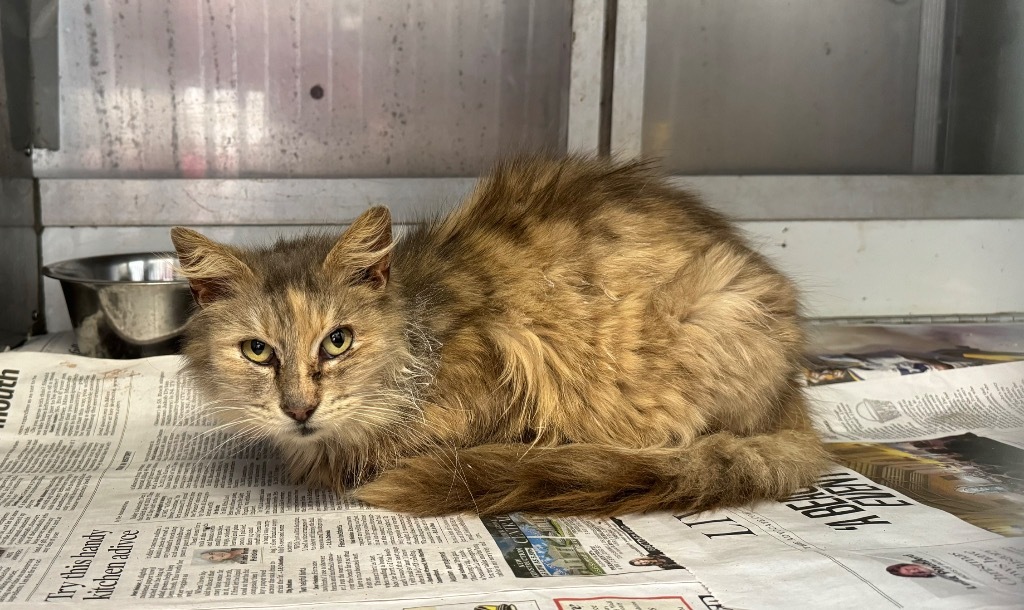 Josilyn, an adoptable Domestic Medium Hair in Sorrento, LA, 70778 | Photo Image 2