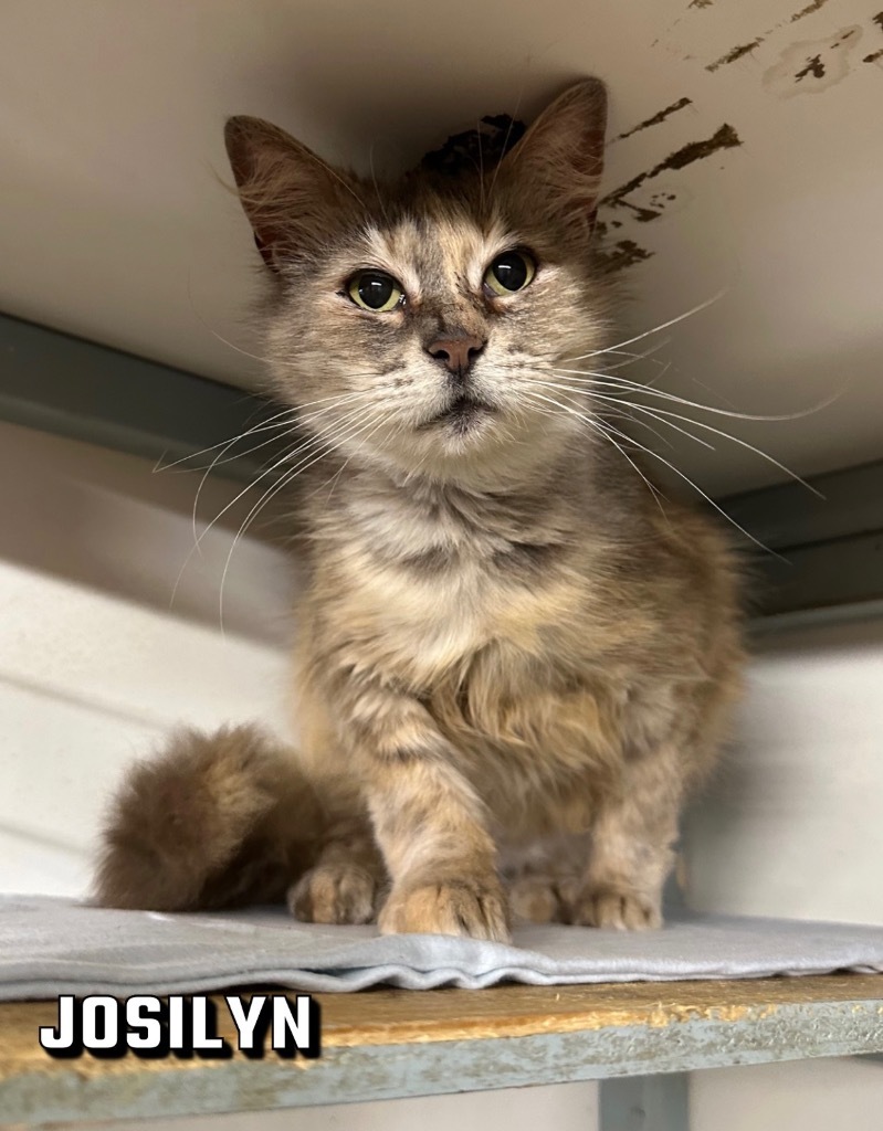 Josilyn, an adoptable Domestic Medium Hair in Sorrento, LA, 70778 | Photo Image 3