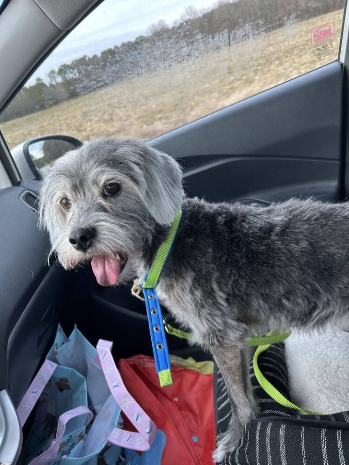 Shih tzu poodle hot sale jack russell mix