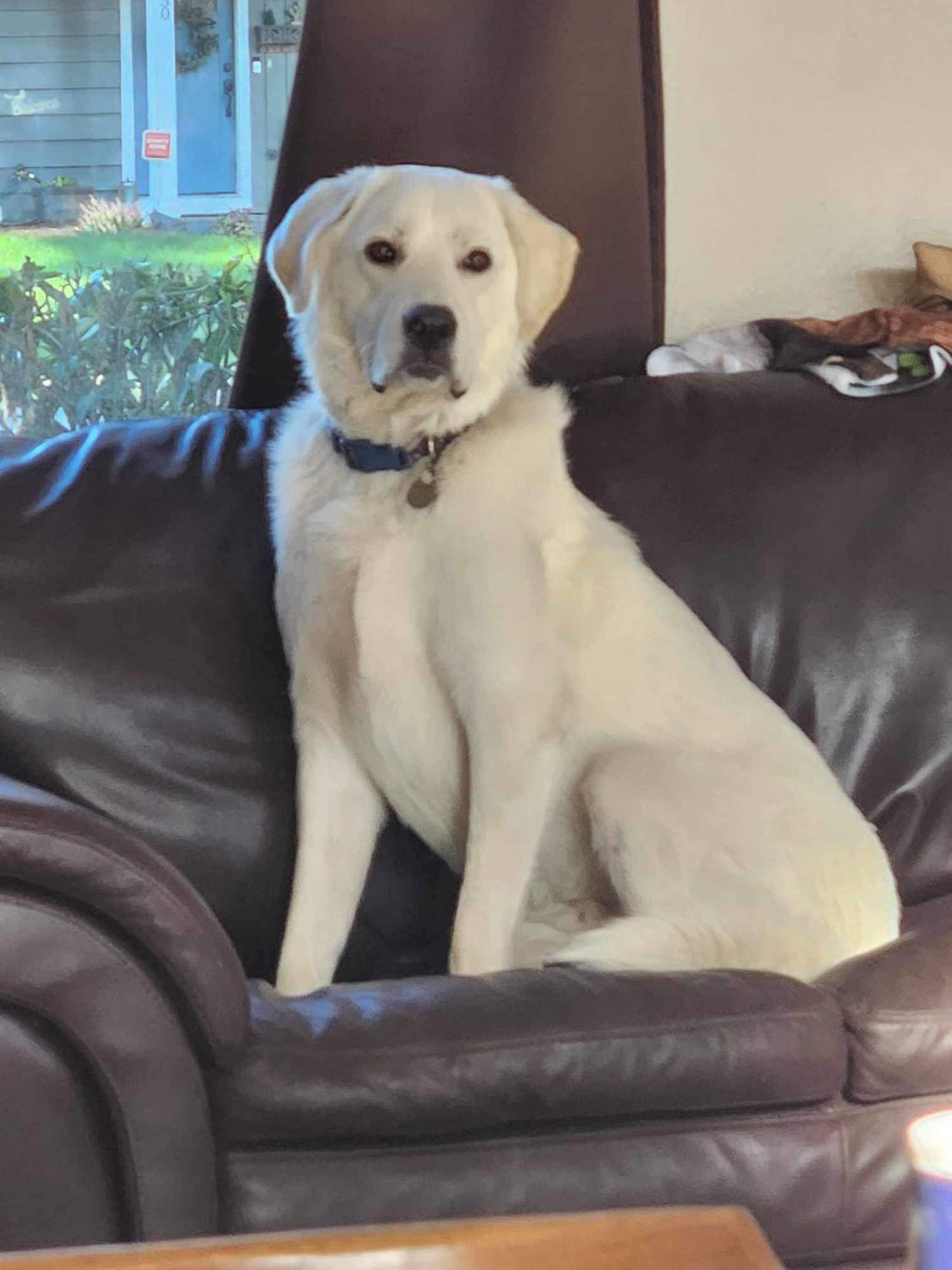 Frosty Bear, an adoptable Great Pyrenees, Akbash in Lacey, WA, 98503 | Photo Image 7