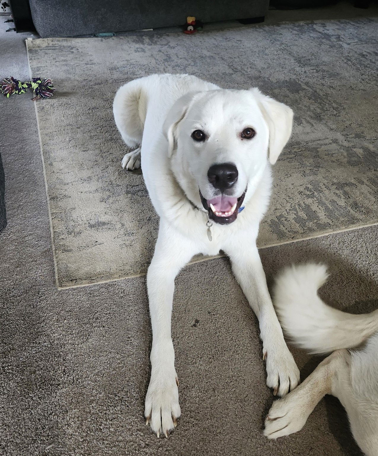 Frosty Bear, an adoptable Great Pyrenees, Akbash in Lacey, WA, 98503 | Photo Image 7