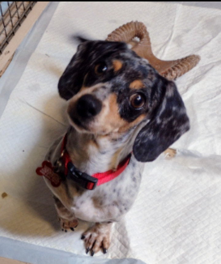 Petfinder dachshund sale