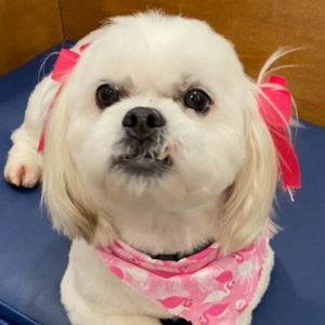 Meet Lucy Lou She is a 5 year old Lhasa Apso maybe with something else mixed i