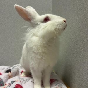 Al, Adult Male Lionhead