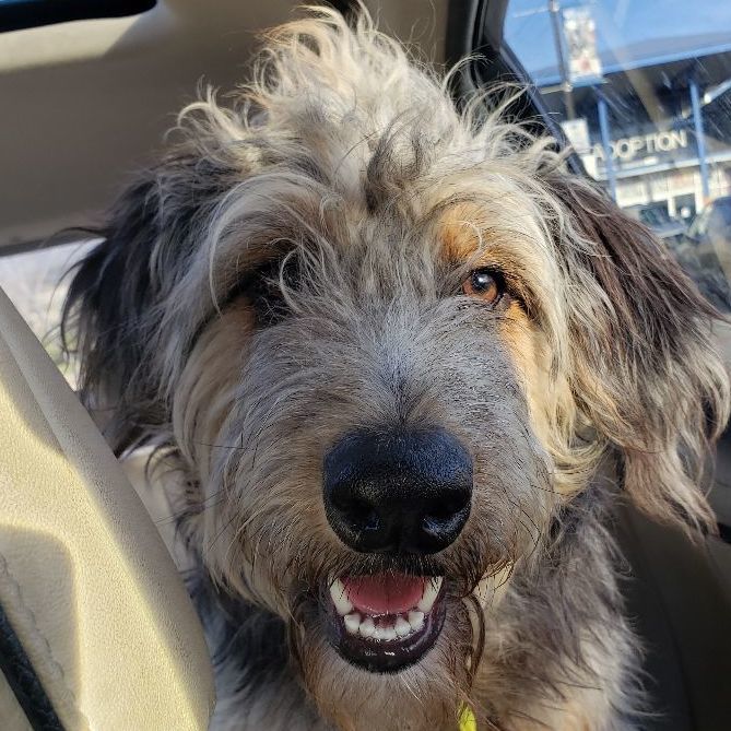 Otterhounds cheap for adoption