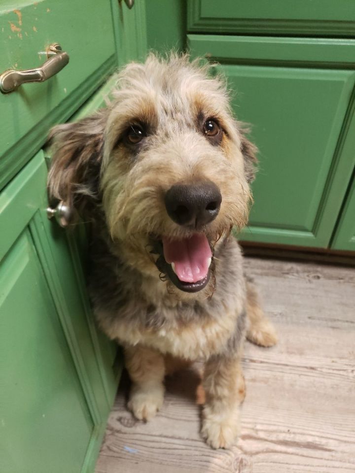 Otterhounds for hot sale adoption
