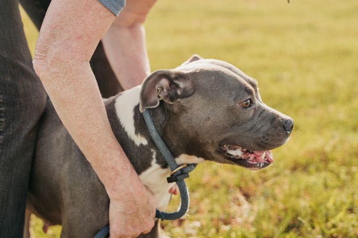 Muffy, an adoptable American Staffordshire Terrier Mix in Houston, TX_image-3