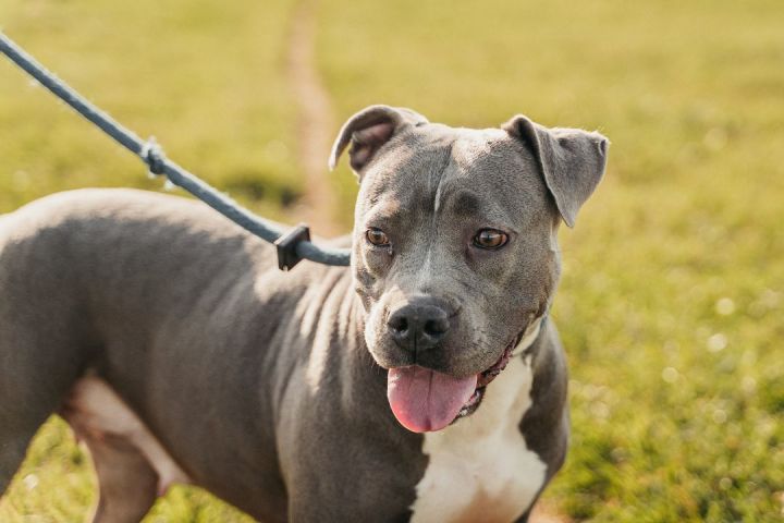 Muffy, an adoptable American Staffordshire Terrier Mix in Houston, TX_image-1