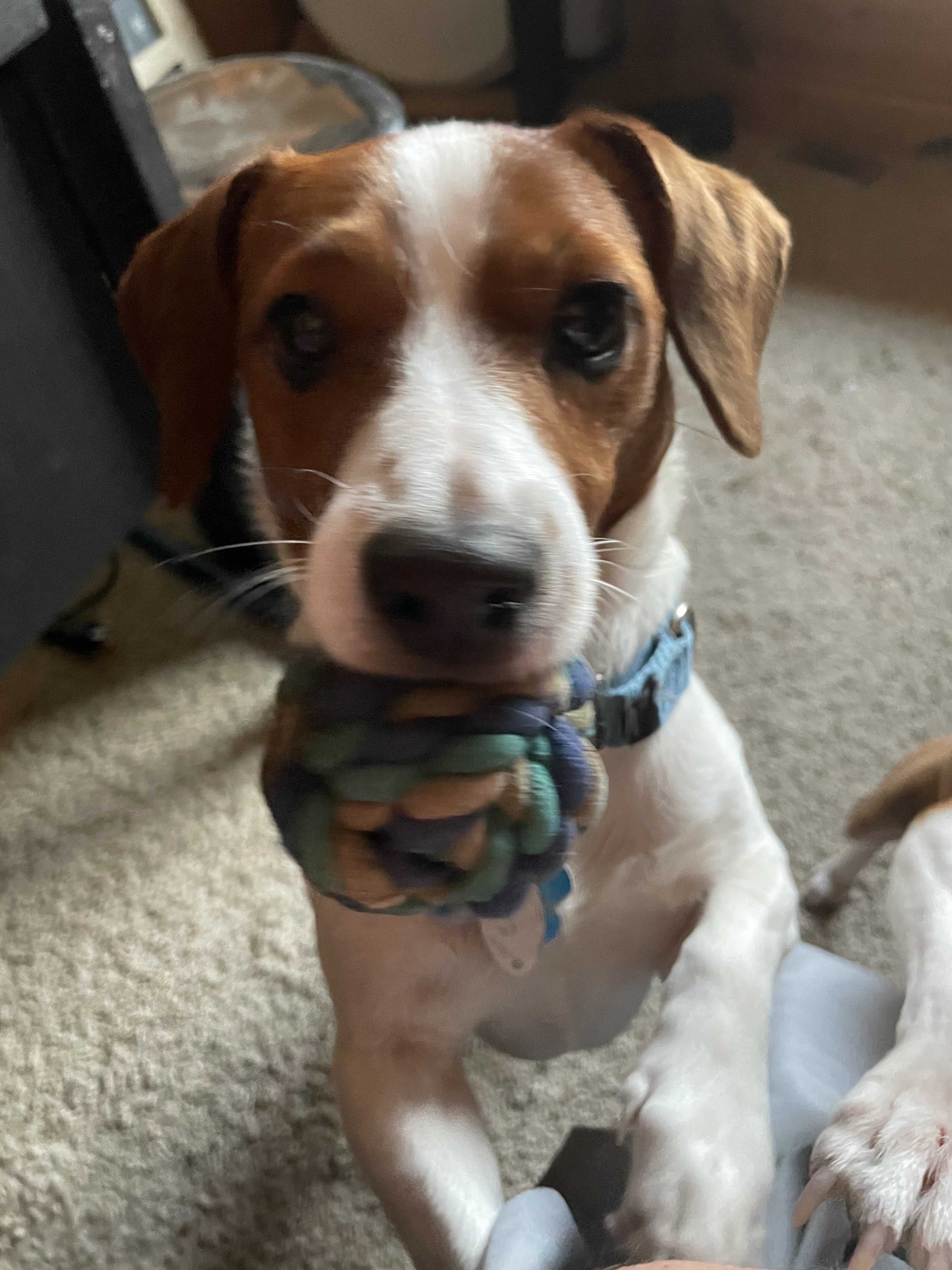 Beagle jack russell mix best sale for adoption