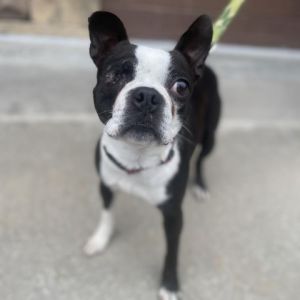 Mike Wazowski Mike is a 5 year old Boston Terrier who LOVES to be by his people He weighs 20
