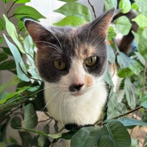This sweet girl is named Sofia she is a 5 year old calico cat Sofia is friendly playful and if