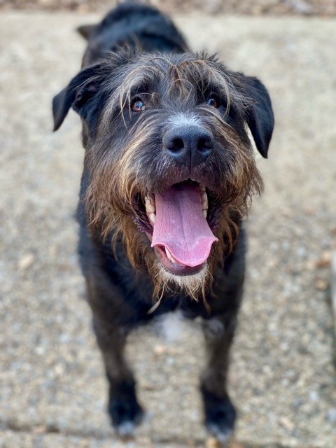 Golden retriever sales border terrier mix