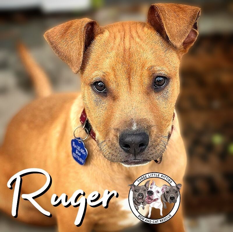 Dog for adoption - Ruger Calypso Sutton, a Pit Bull Terrier & Labrador ...