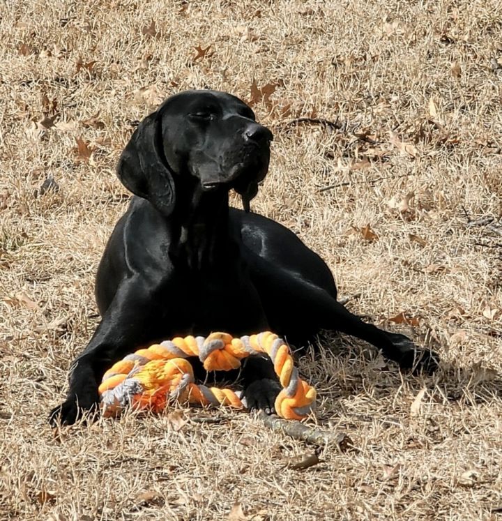 German shorthaired best sale pointer petfinder