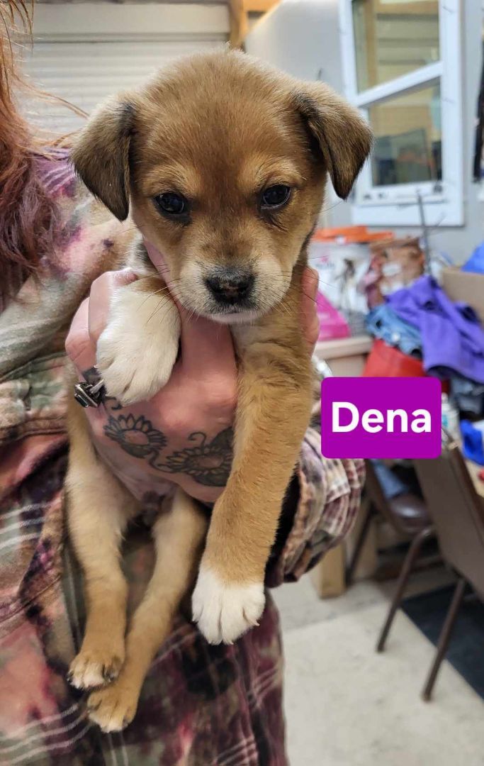 Dena, an adoptable Mixed Breed in Brunswick, ME_image-1