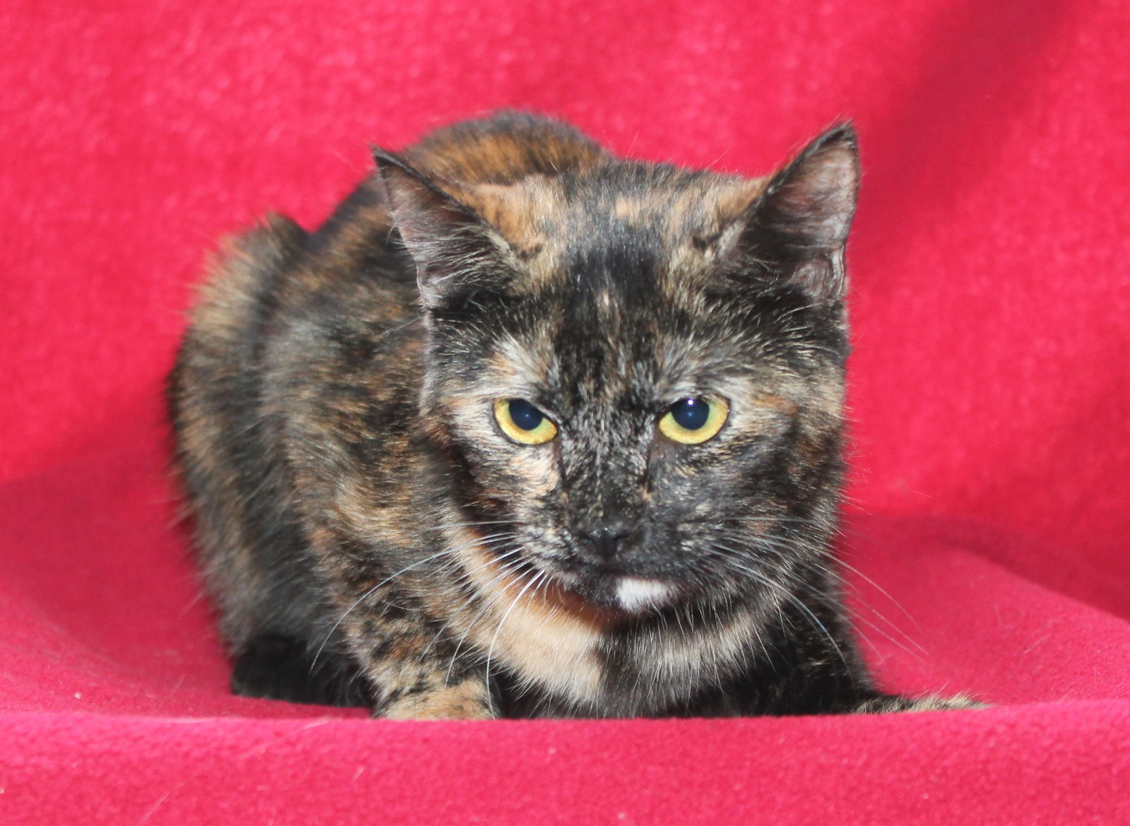 Boo - 39131, an adoptable Domestic Short Hair, Tortoiseshell in Prattville, AL, 36067 | Photo Image 1