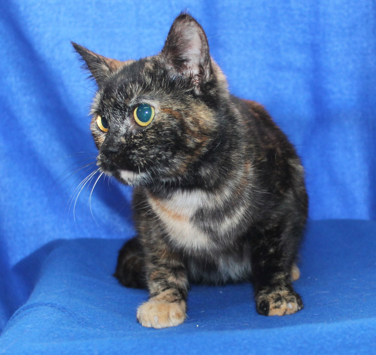 Boo - 39131, an adoptable Domestic Short Hair, Tortoiseshell in Prattville, AL, 36067 | Photo Image 2