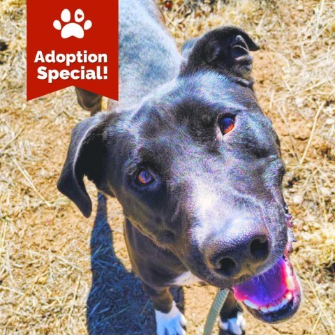 Adam - Gentle guy who likes kids, potty trained, and ready to meet you! $0 ADOPTION SPECIAL!, an adoptable Mixed Breed in Flagstaff, AZ, 86004 | Photo Image 1