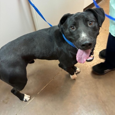 Adam - Gentle guy who likes kids, potty trained, and ready to meet you! $0 ADOPTION SPECIAL!, an adoptable Mixed Breed in Flagstaff, AZ, 86004 | Photo Image 4