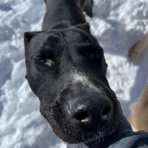 Adam - Gentle guy who likes kids, potty trained, and ready to meet you! $0 ADOPTION SPECIAL!, an adoptable Mixed Breed in Flagstaff, AZ, 86004 | Photo Image 5