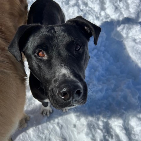 Adam - Gentle guy who likes kids, potty trained, and ready to meet you! $0 ADOPTION SPECIAL!, an adoptable Mixed Breed in Flagstaff, AZ, 86004 | Photo Image 6