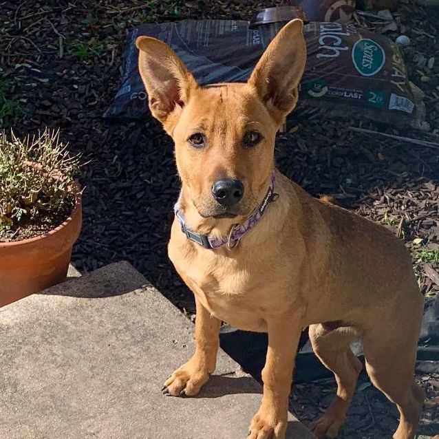 Scooby, an adoptable Carolina Dog Mix in Tukwila, WA_image-1
